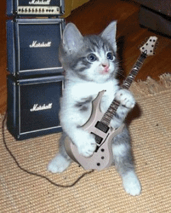le  chat